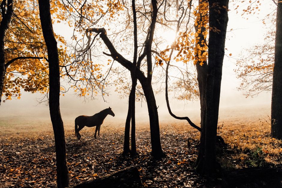 A lone horse stands in a foggy autumn forest, silhouetted against colorful fall foliage.