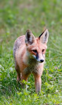 fox photo