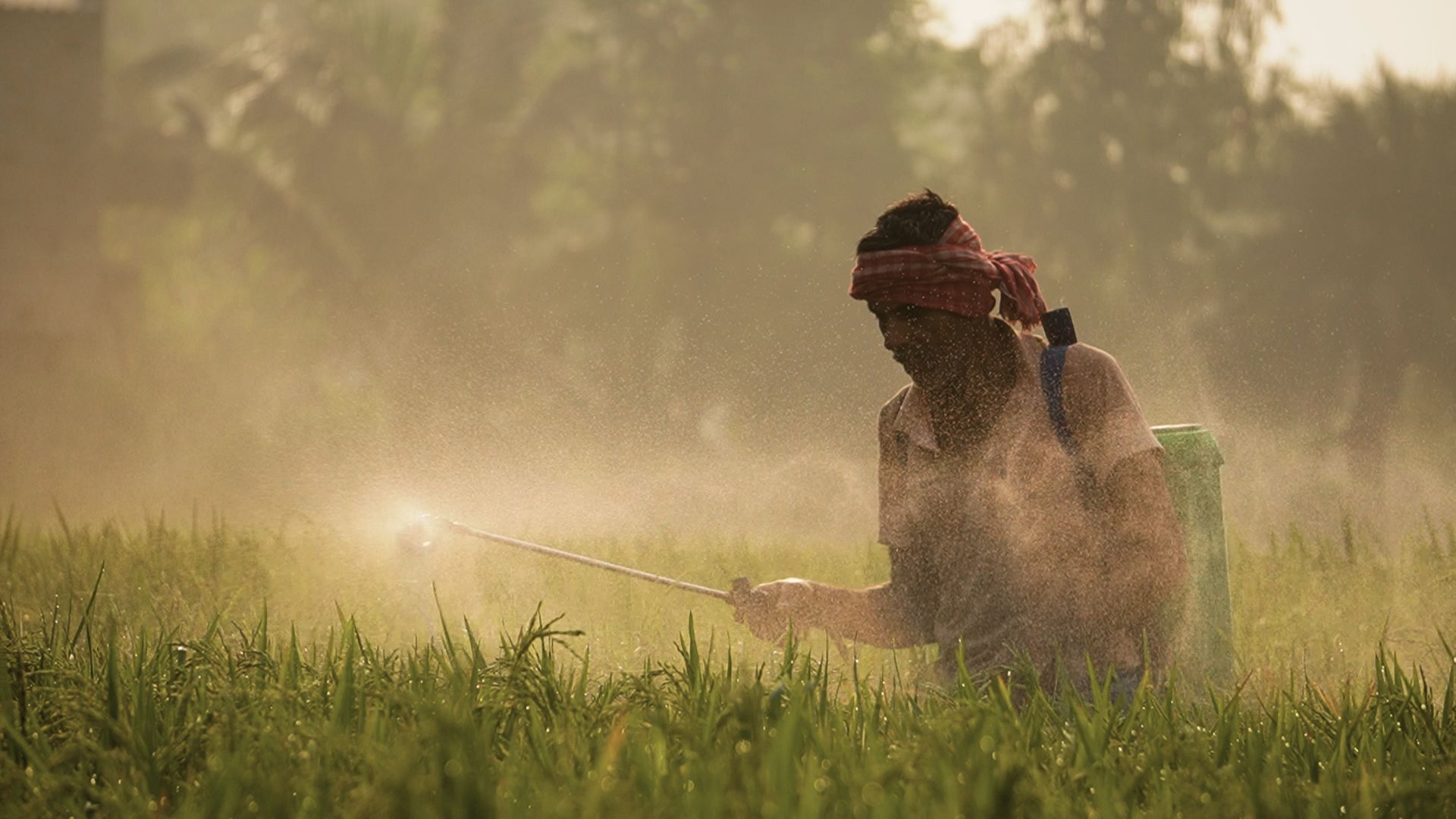 Pesticide on Paddy Field