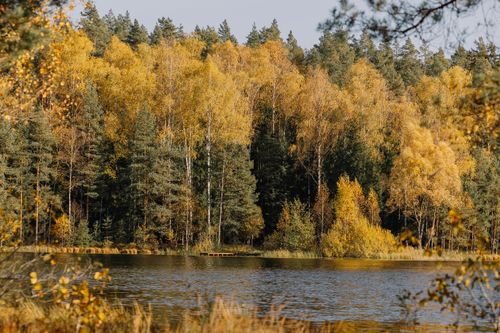 Free Peaceful autumn forest landscape with a calm lake reflecting fall foliage. Stock Photo
