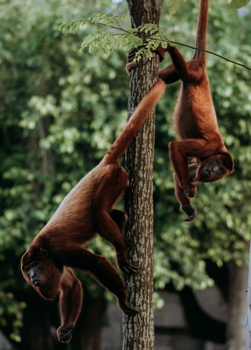 Big red howler monkeys on tree