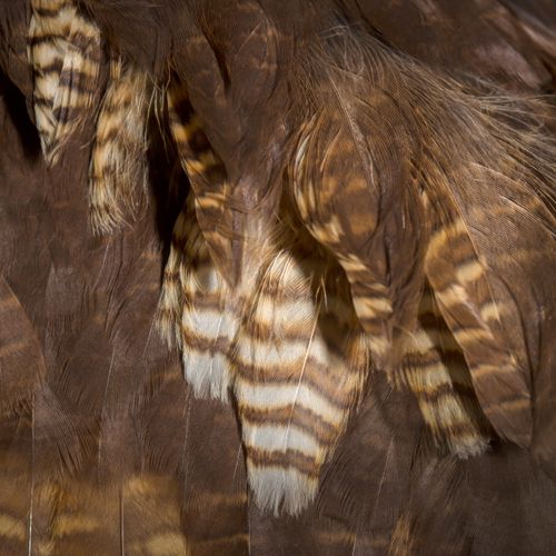 Free Detailed close-up of owl feathers showcasing unique patterns and textures. Stock Photo