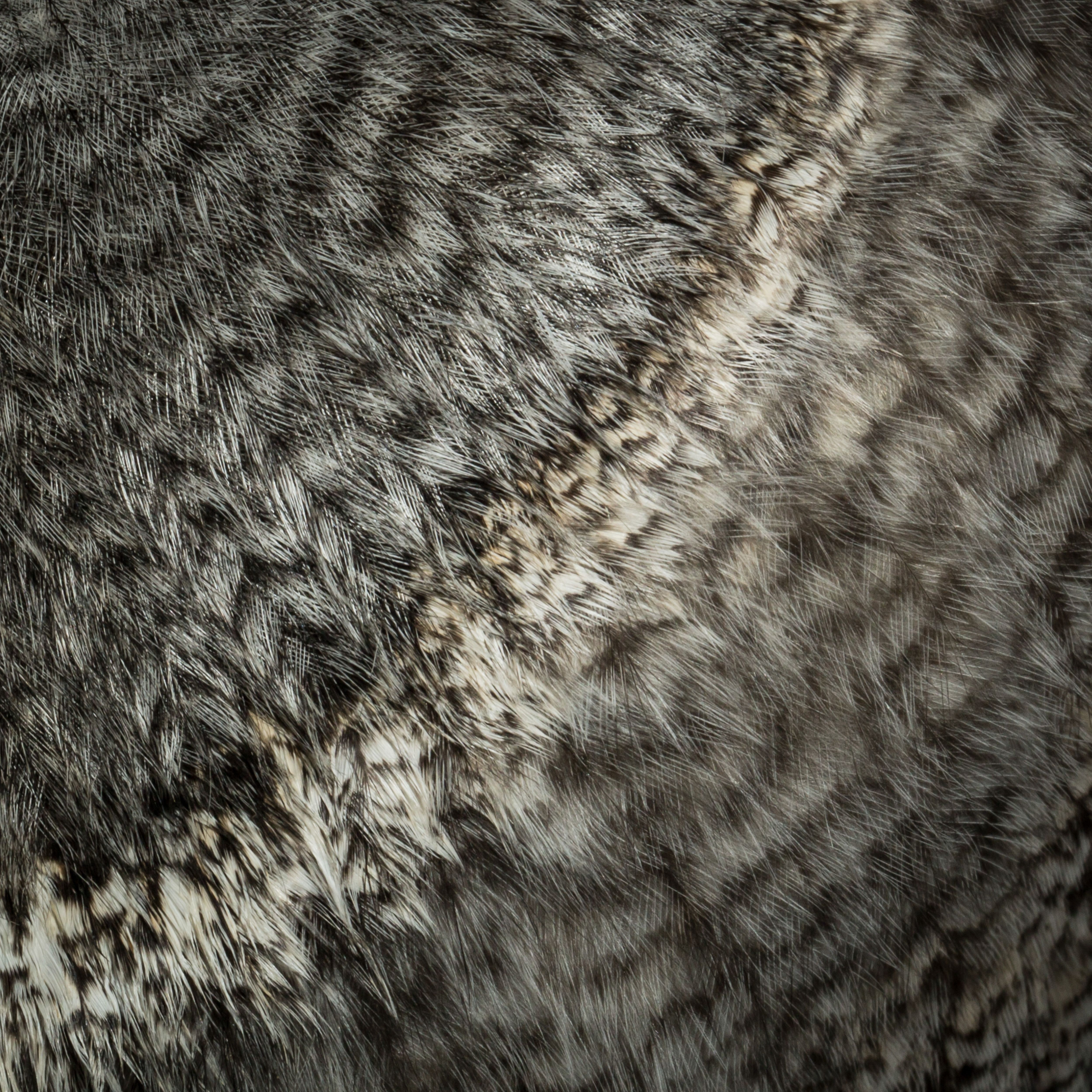 Detailed close-up of animal fur texture with intricate patterns and natural hues.
