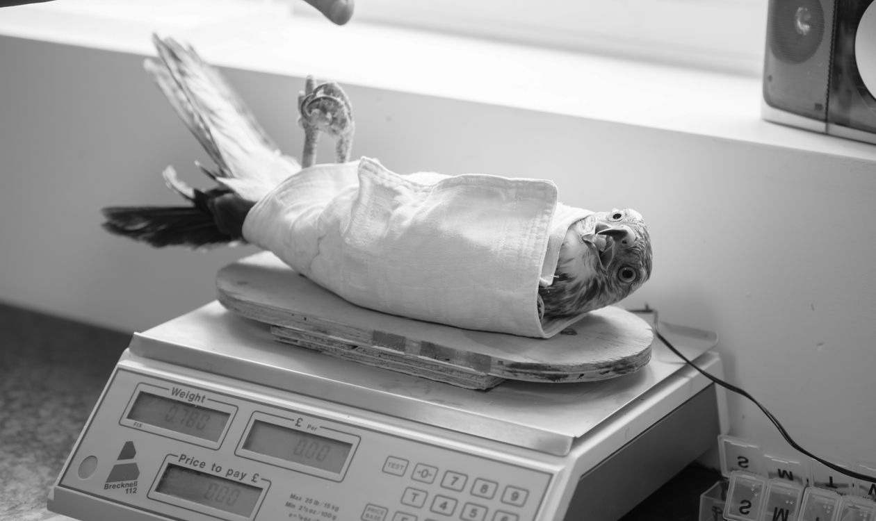 Veteriner klinikte havluya sarılı papağanı tartıyor