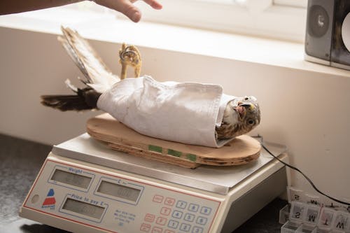 What to Do if You Find an Injured Animal in Cold Weather