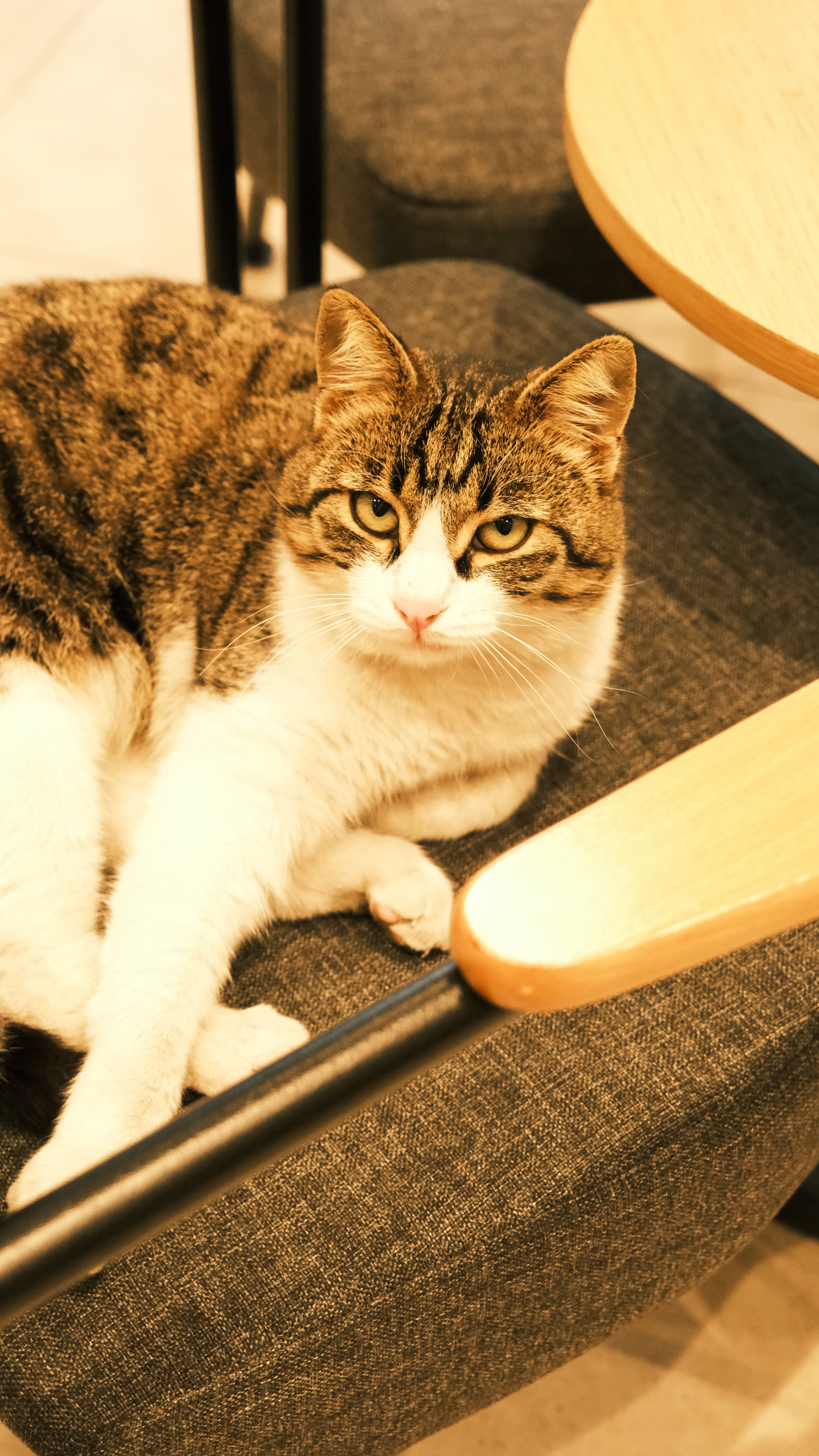 A serene tabby cat comfortably lounged on a chair indoors, exuding calmness.