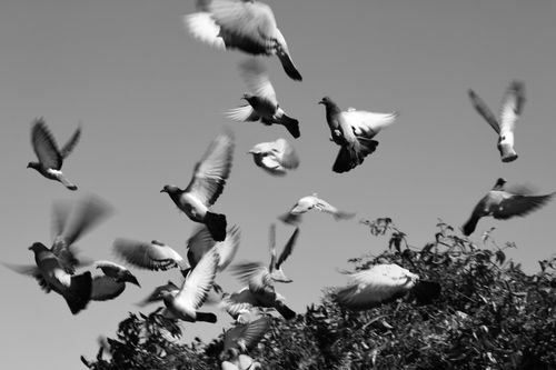 Free Black and white image of pigeons flying over foliage against a clear sky. Stock Photo