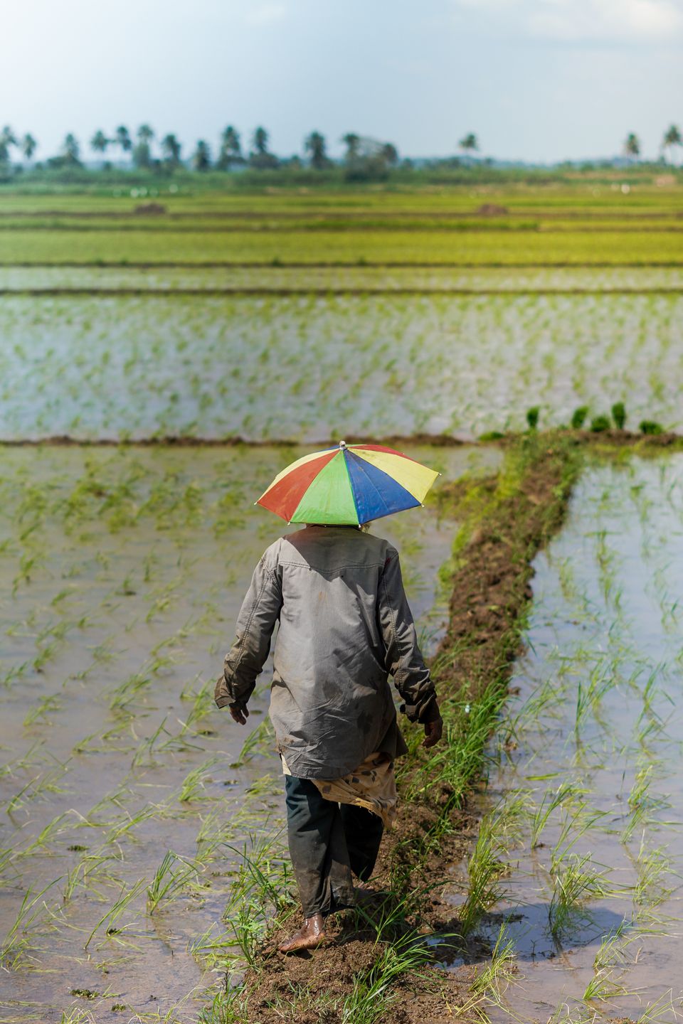 Farmer walking through lush green rice field