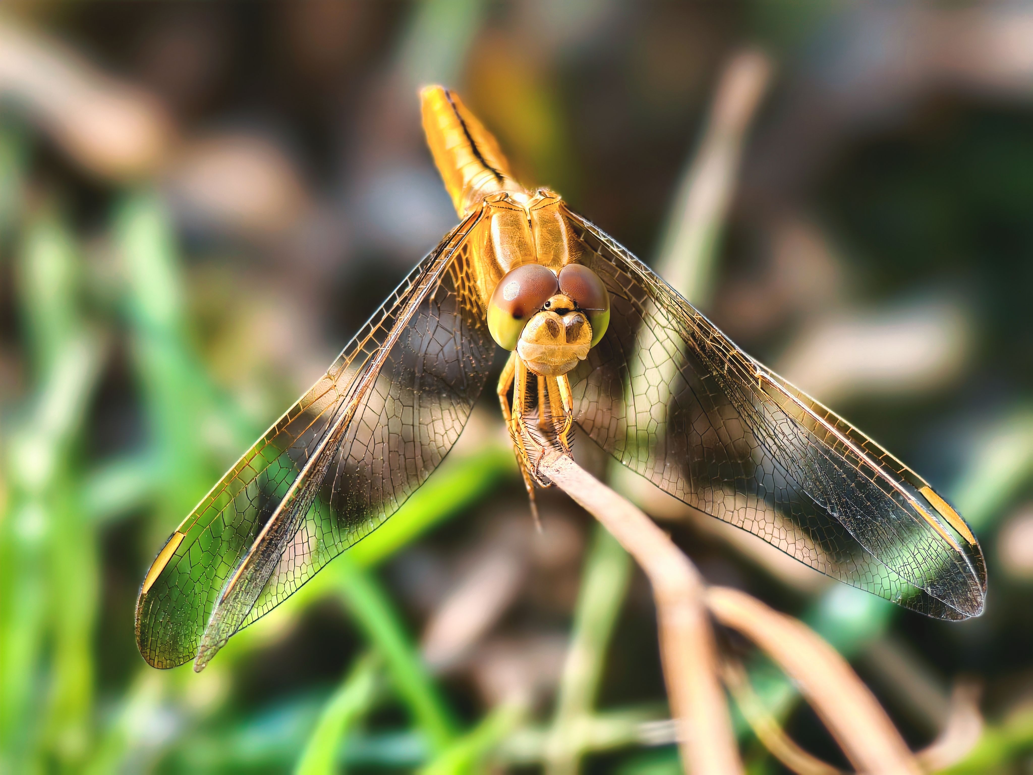 Close-up of a Golden Dragonfly on a Twig · Free Stock Photo