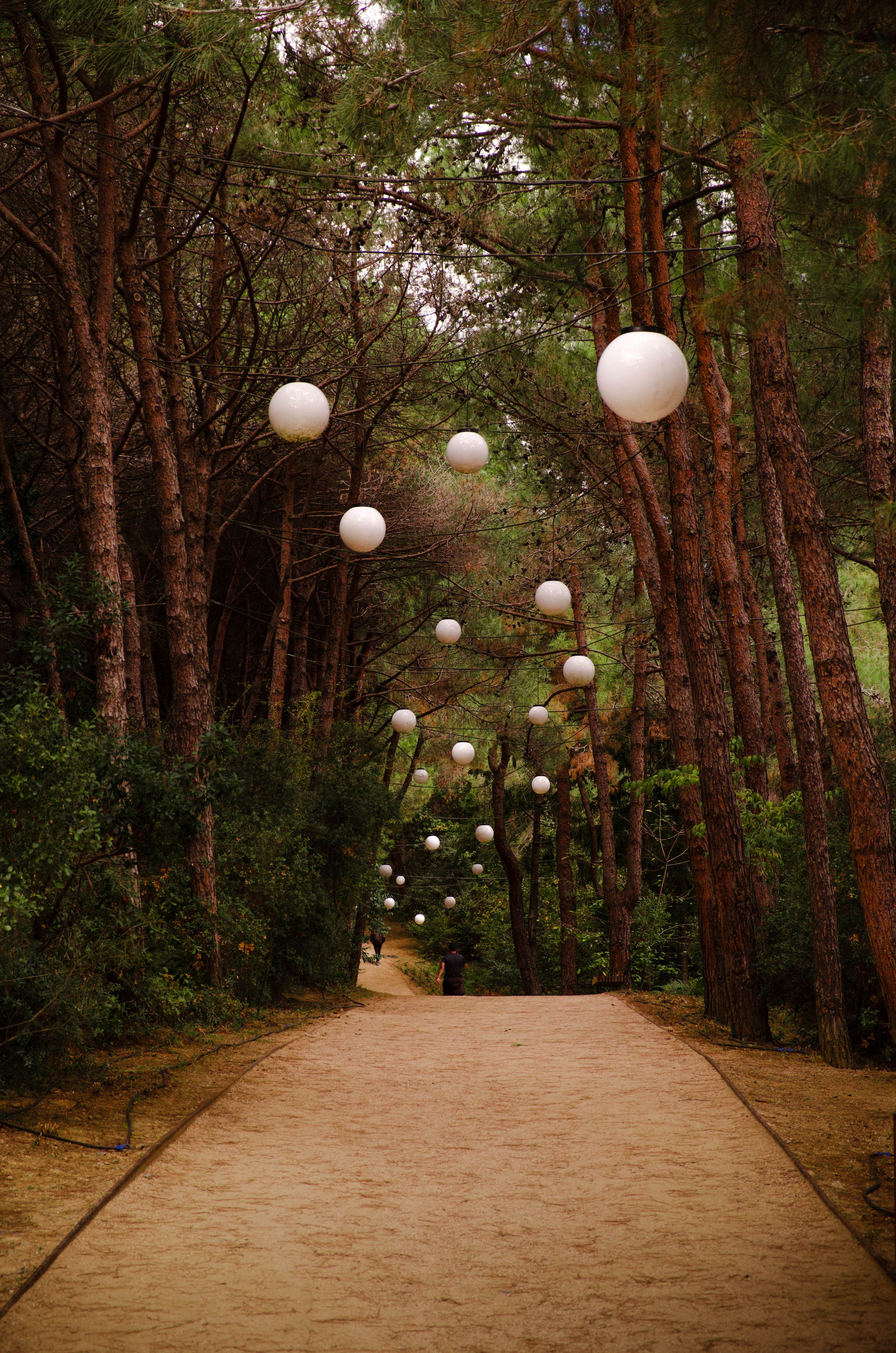 A forest path with seating and lanterns at dusk