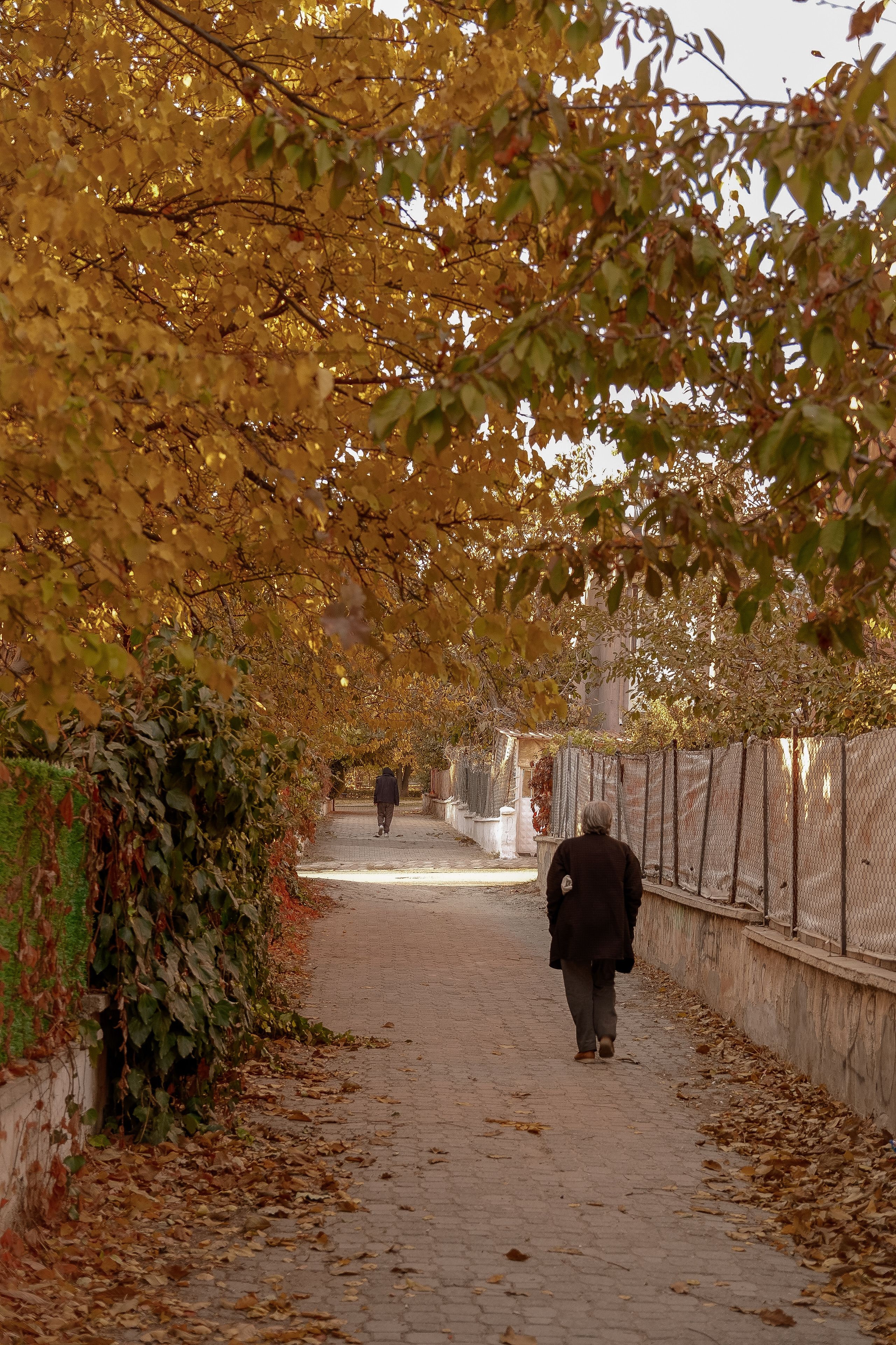 Fotomural Escena tranquila de una calle tranquila en otoño, perfecta para paseos serenos.
