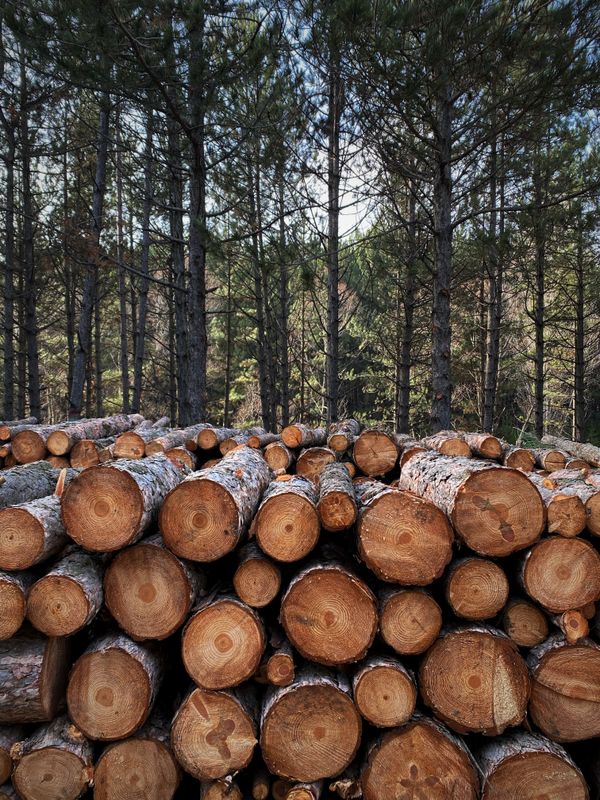 Stacked cut logs at a lumber yard