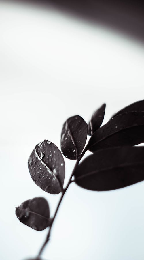 잎의 회색조 사진