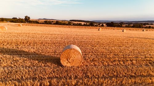 Free Golden hay bales in a serene field under soft sunset light. Stock Photo