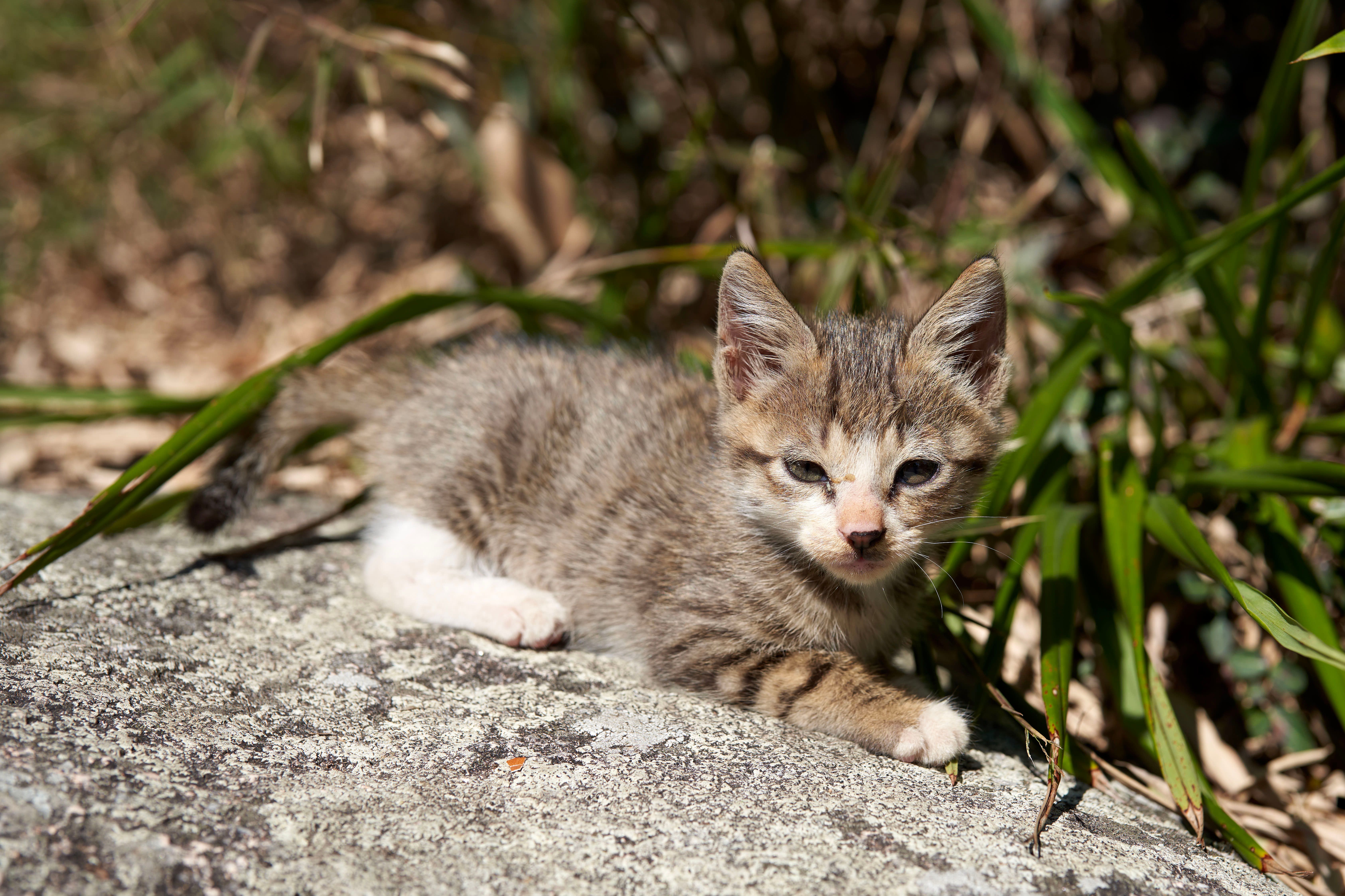 晴れた日に緑の葉に囲まれた岩の上でくつろぐかわいいトラ猫の子猫。
