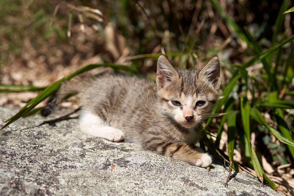 晴れた日に緑の葉に囲まれた岩の上でくつろぐかわいいトラ猫の子猫。