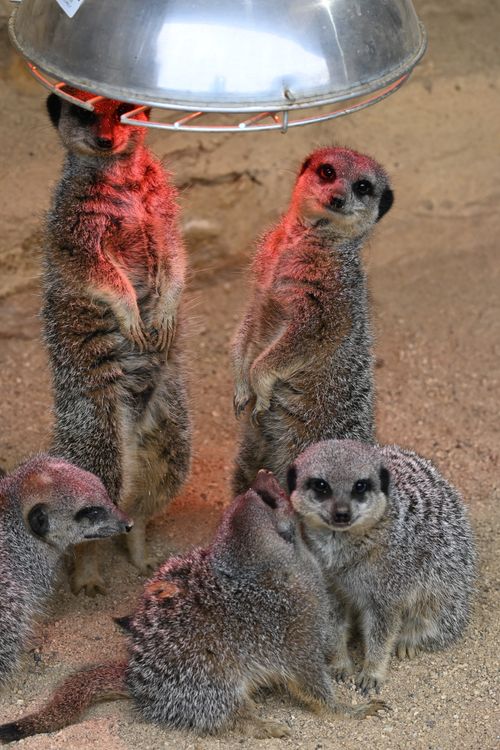 Free Meerkats gather under a heat lamp in a cozy indoor setting, displaying social behavior. Stock Photo