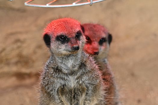 Two adorable meerkats standing upright, illuminated by a warm light in a sandy environment.