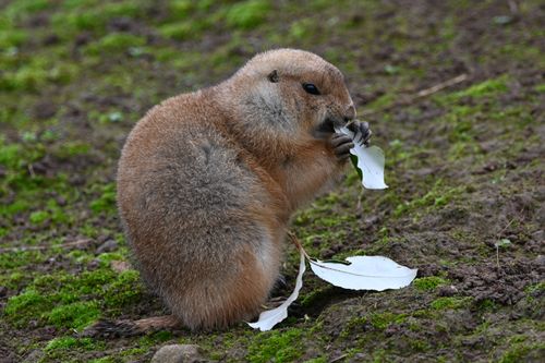 Free Adorable prairie dog munching leaves in lush grassland, showcasing wildlife behavior. Stock Photo