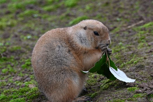 hamster photo