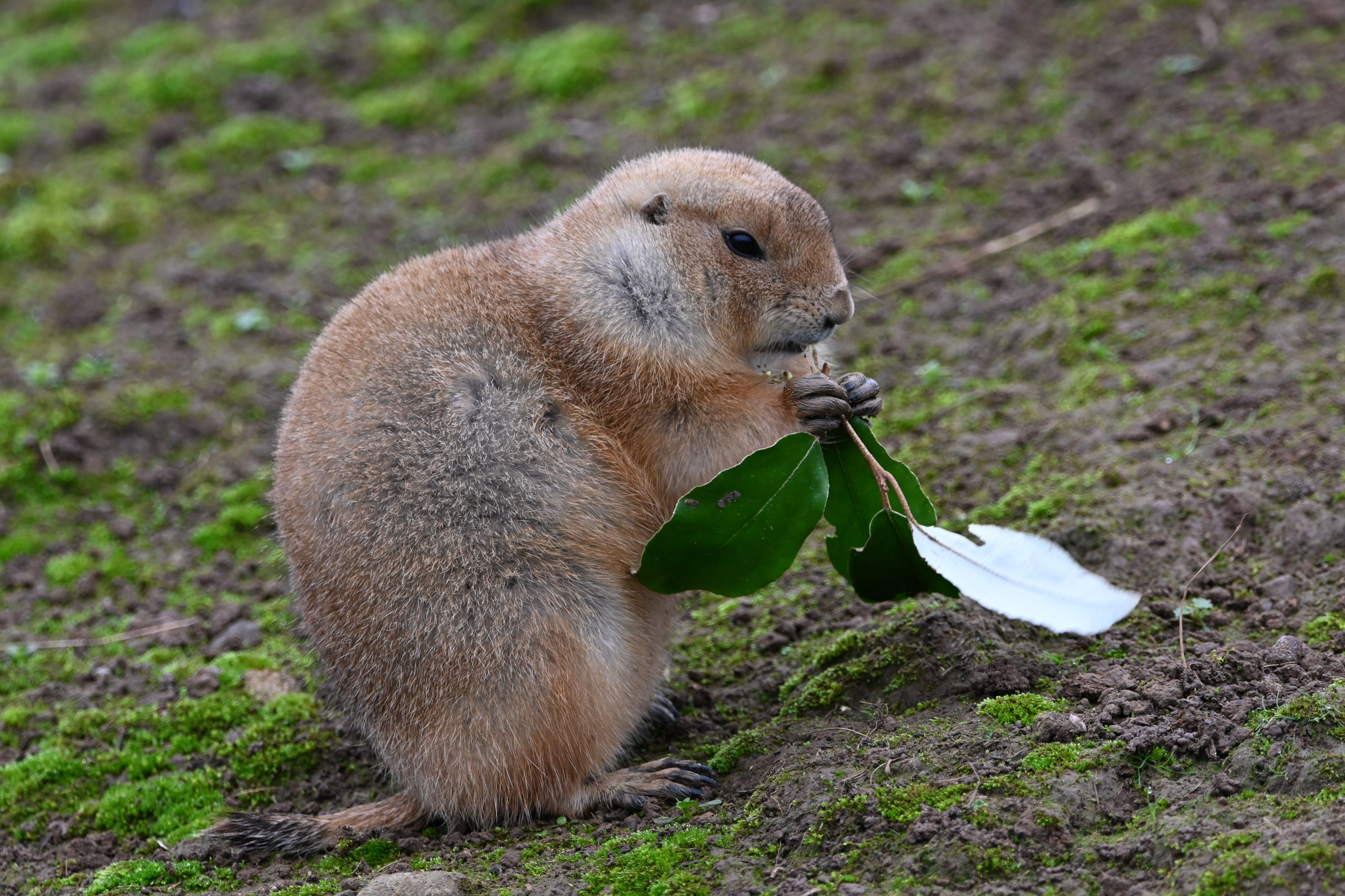 Cute prairie dog holding leaves while foraging in a grassy area.