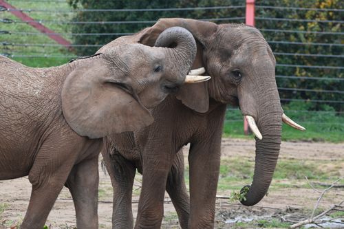 Free Two African elephants engaging in a gentle and affectionate interaction in a natural setting. Stock Photo