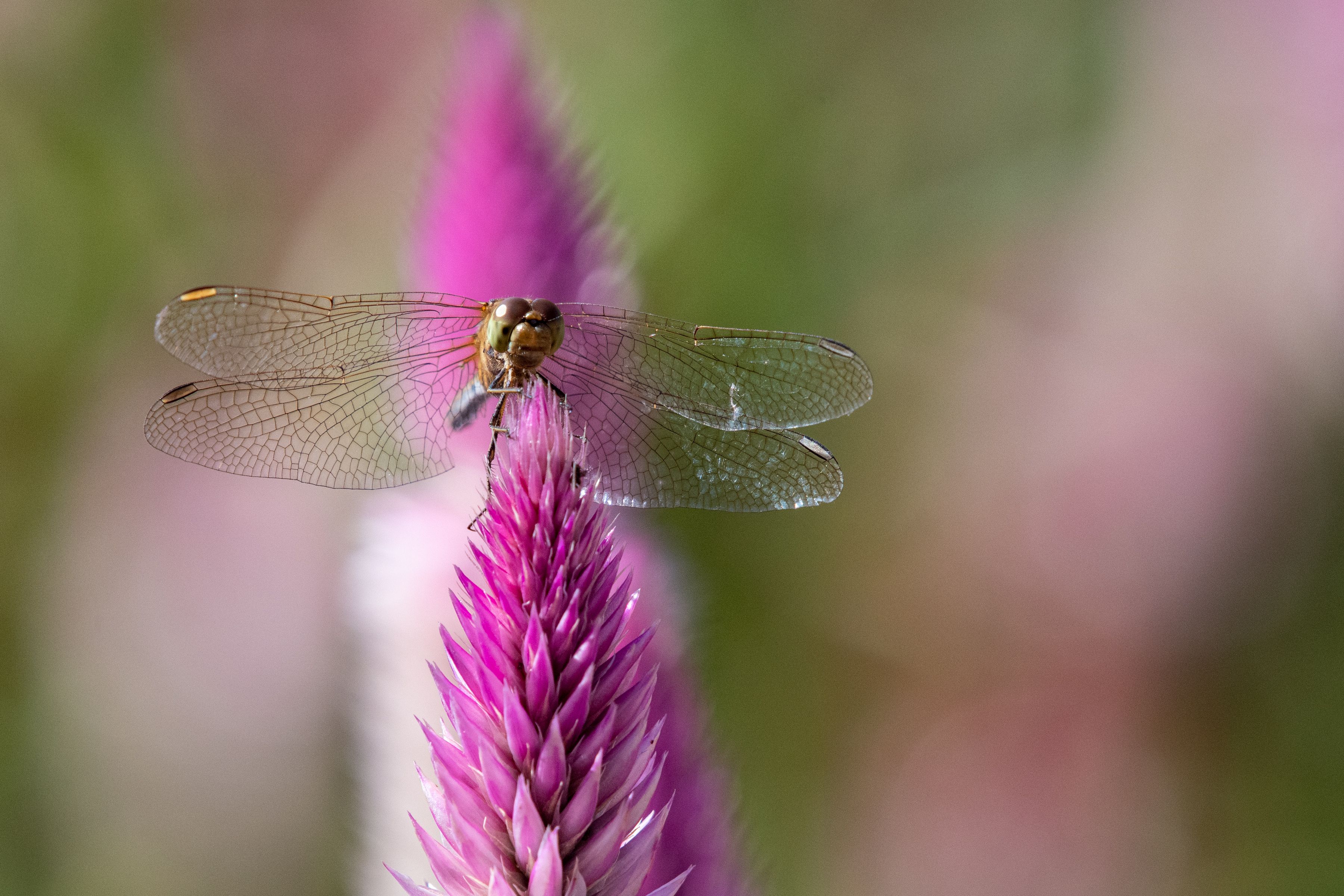 Close-Up of Dragonfly on Vibrant Pink Flower · Free Stock Photo