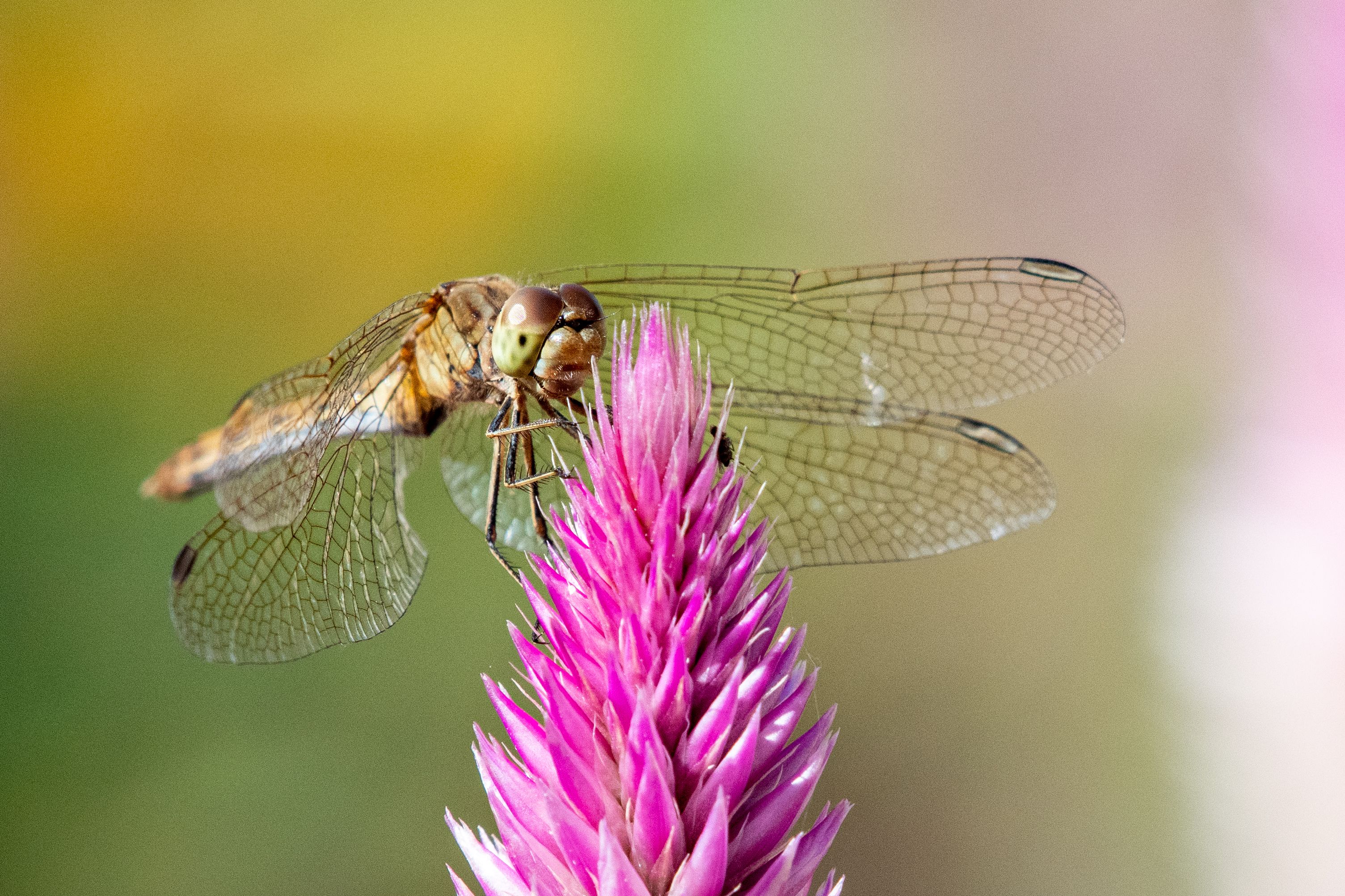 Close-up of Dragonfly on Vibrant Pink Flower · Free Stock Photo