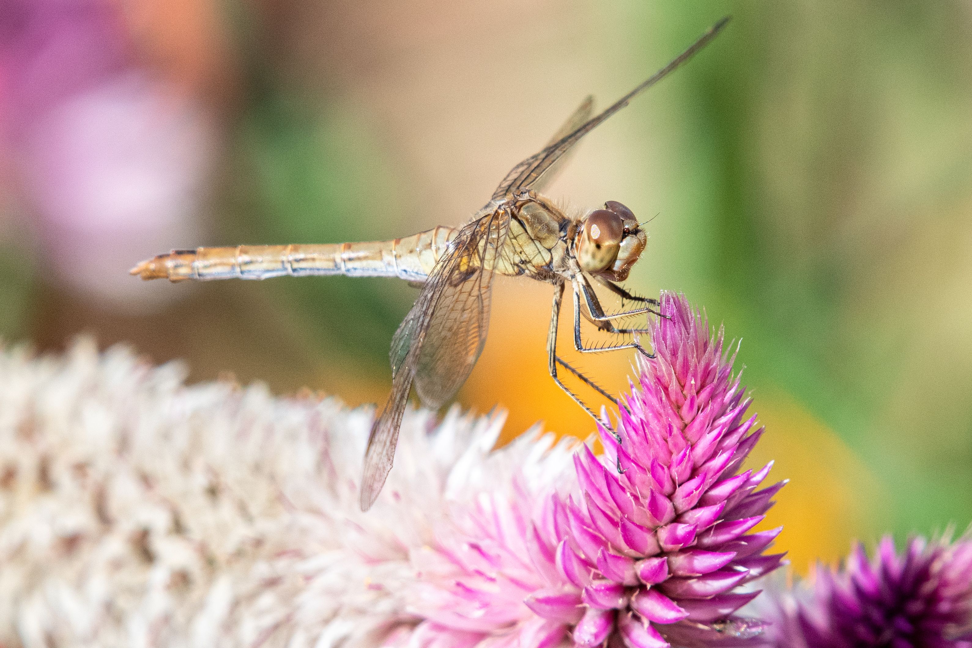 Close-up of a Dragonfly on Pink Flower, Grand Est · Free Stock Photo
