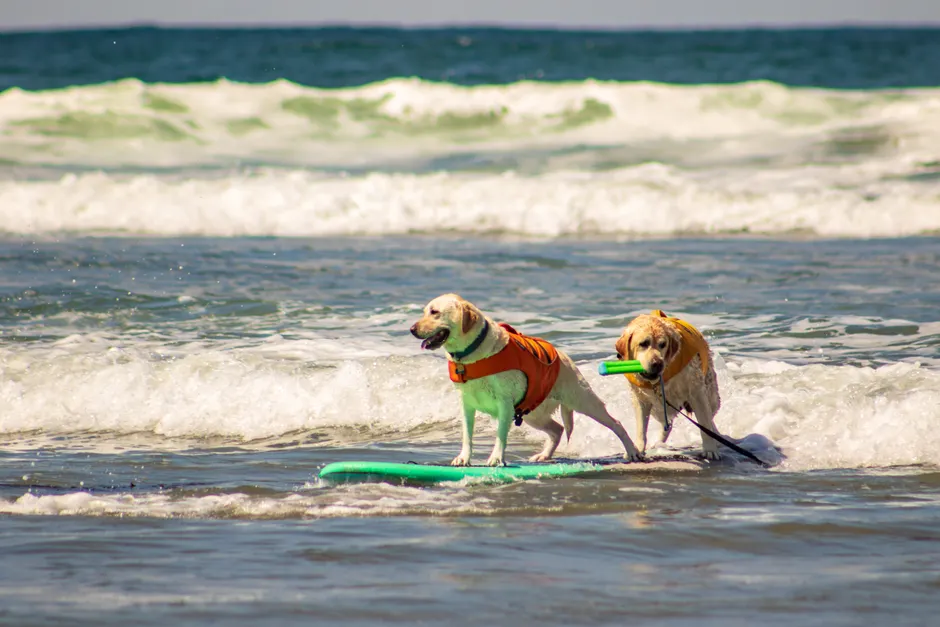 dog life jackets