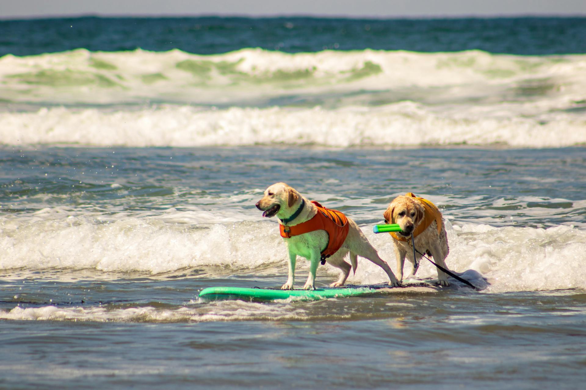 Dogs Standing on a Surfboard on Sea