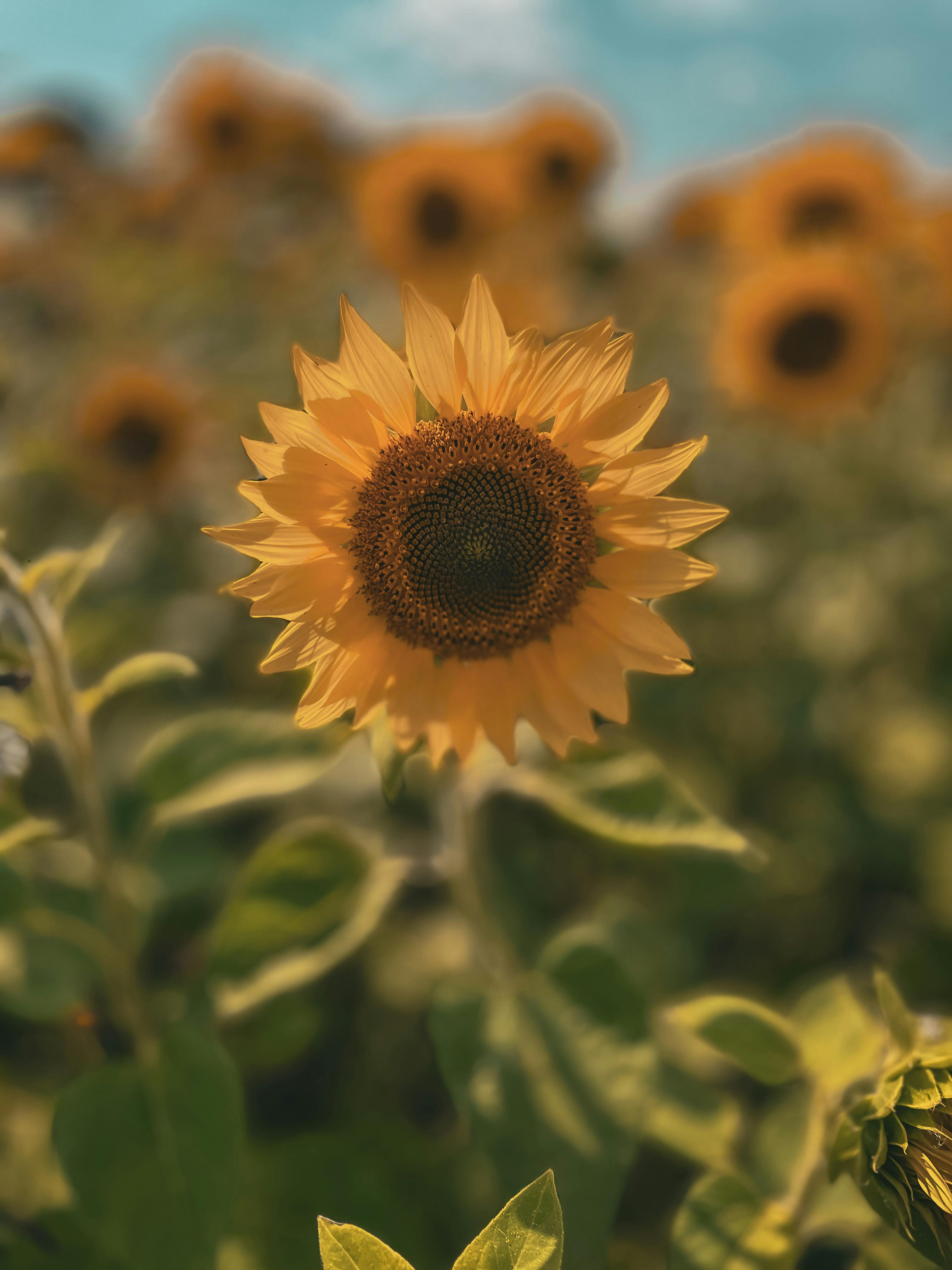 Beautiful sunflower close-up in a sunflower field with a warm, golden glow.
