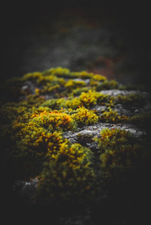 Free Detailed view of colorful moss growing on rocks in a natural setting. Stock Photo