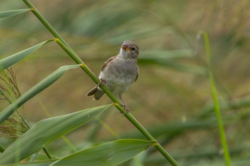 Free A house sparrow sits on a bamboo stalk amidst lush greenery, perfectly blending into its natural environment. Stock Photo
