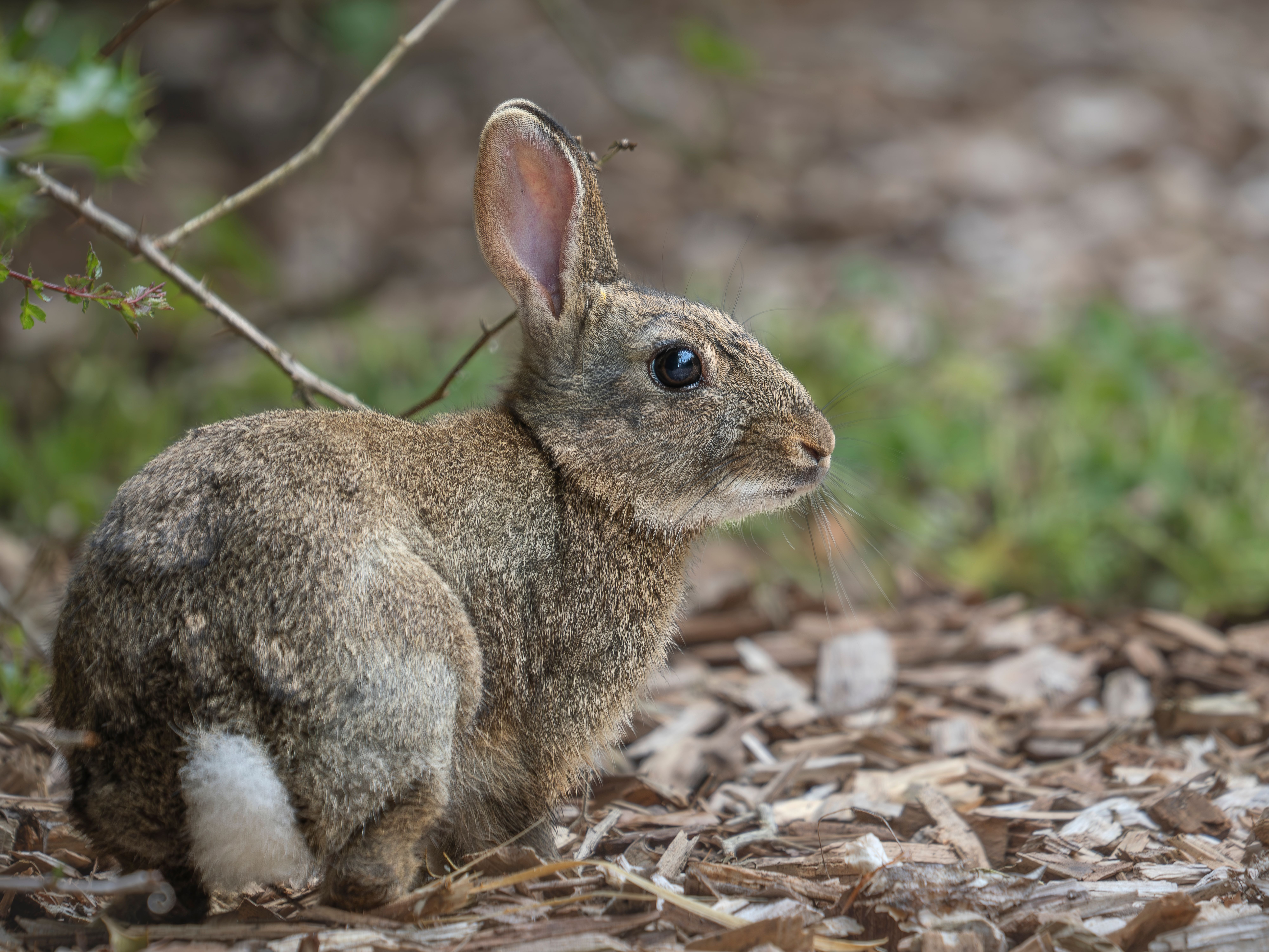 Close-Up Portrait of a Wild Rabbit Outdoors · Free Stock Photo