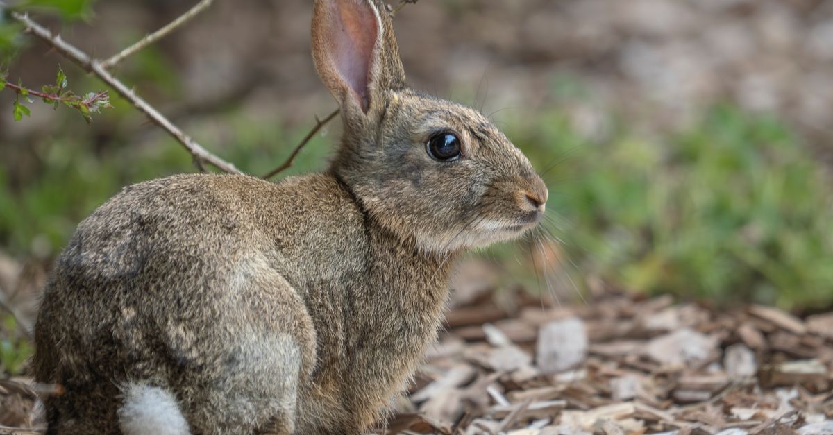 Close-Up Portrait of a Wild Rabbit Outdoors · Free Stock Photo