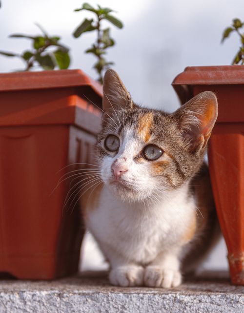 Free A cute calico kitten peeks between terracotta pots outdoors with a curious gaze. Stock Photo