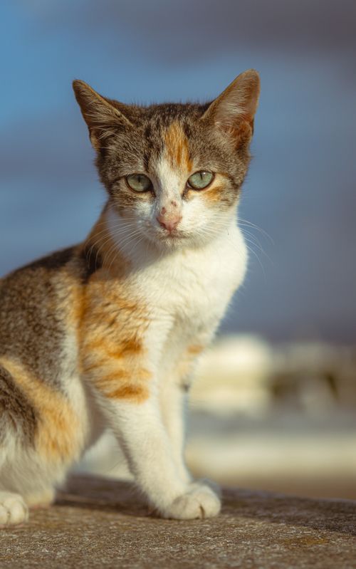 Free A close-up portrait of a calico cat enjoying the sunlight outdoors. Stock Photo