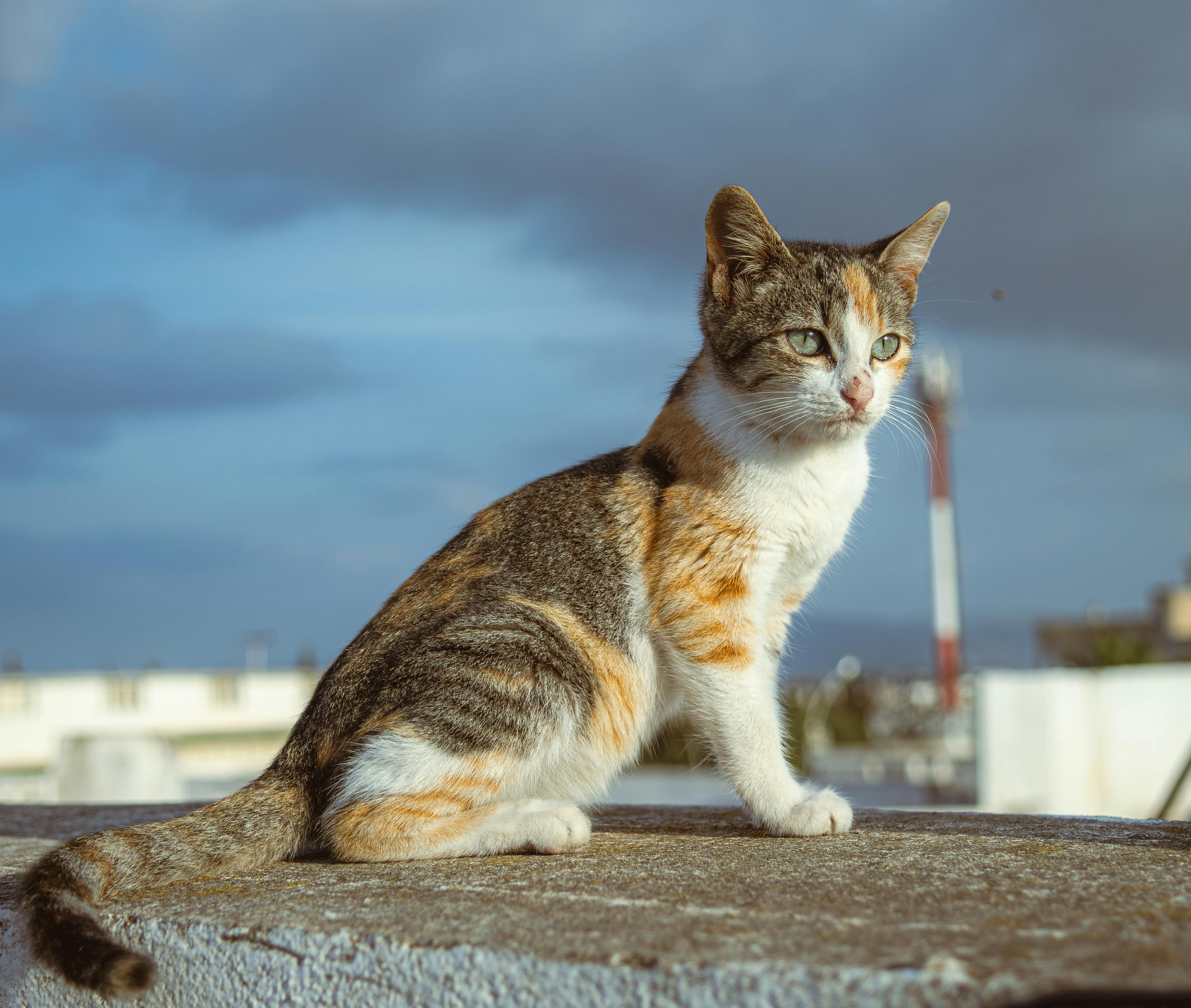 calico cat sitting outdoors on a sunny day