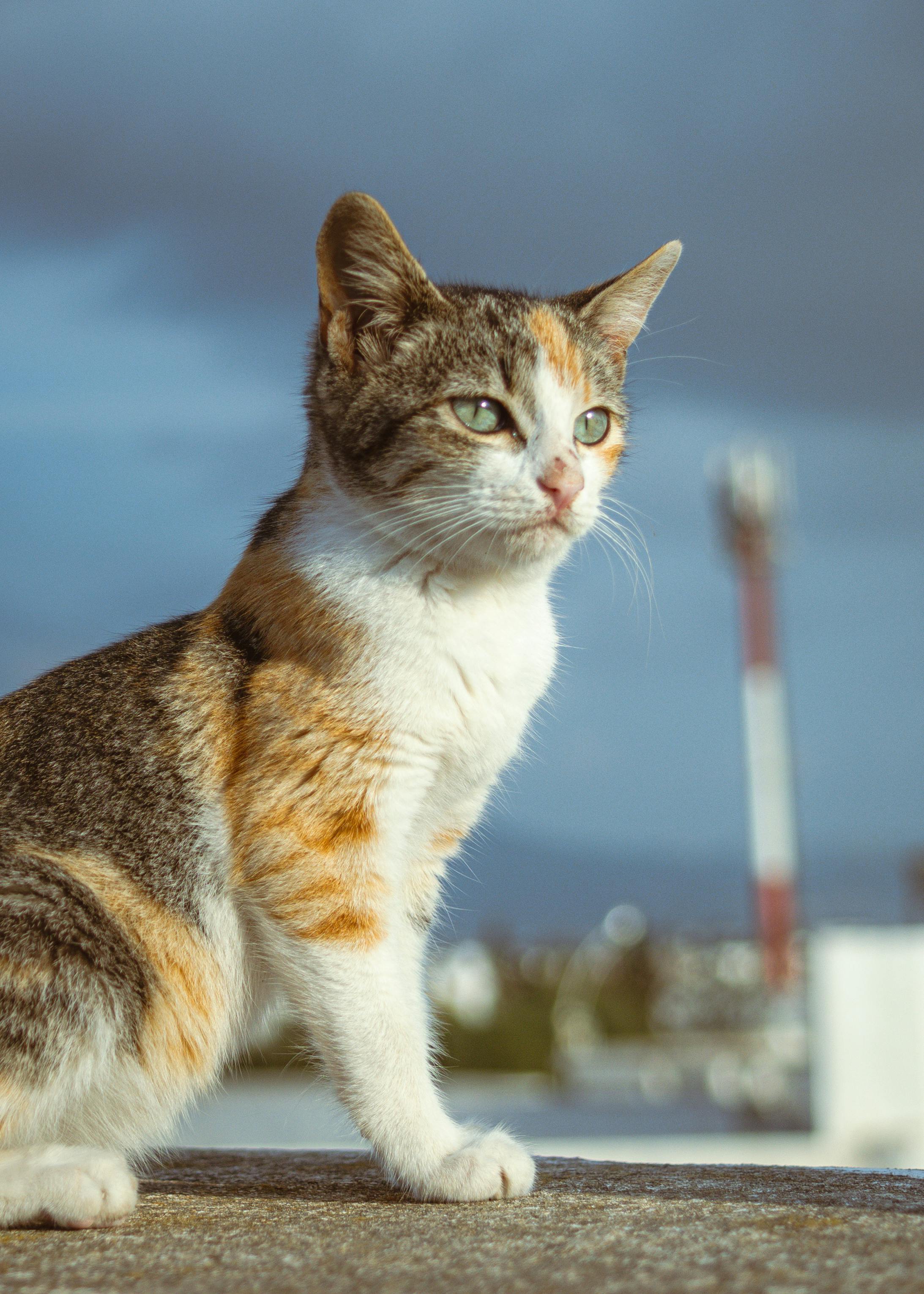 calico cat sitting outdoors with blue sky
