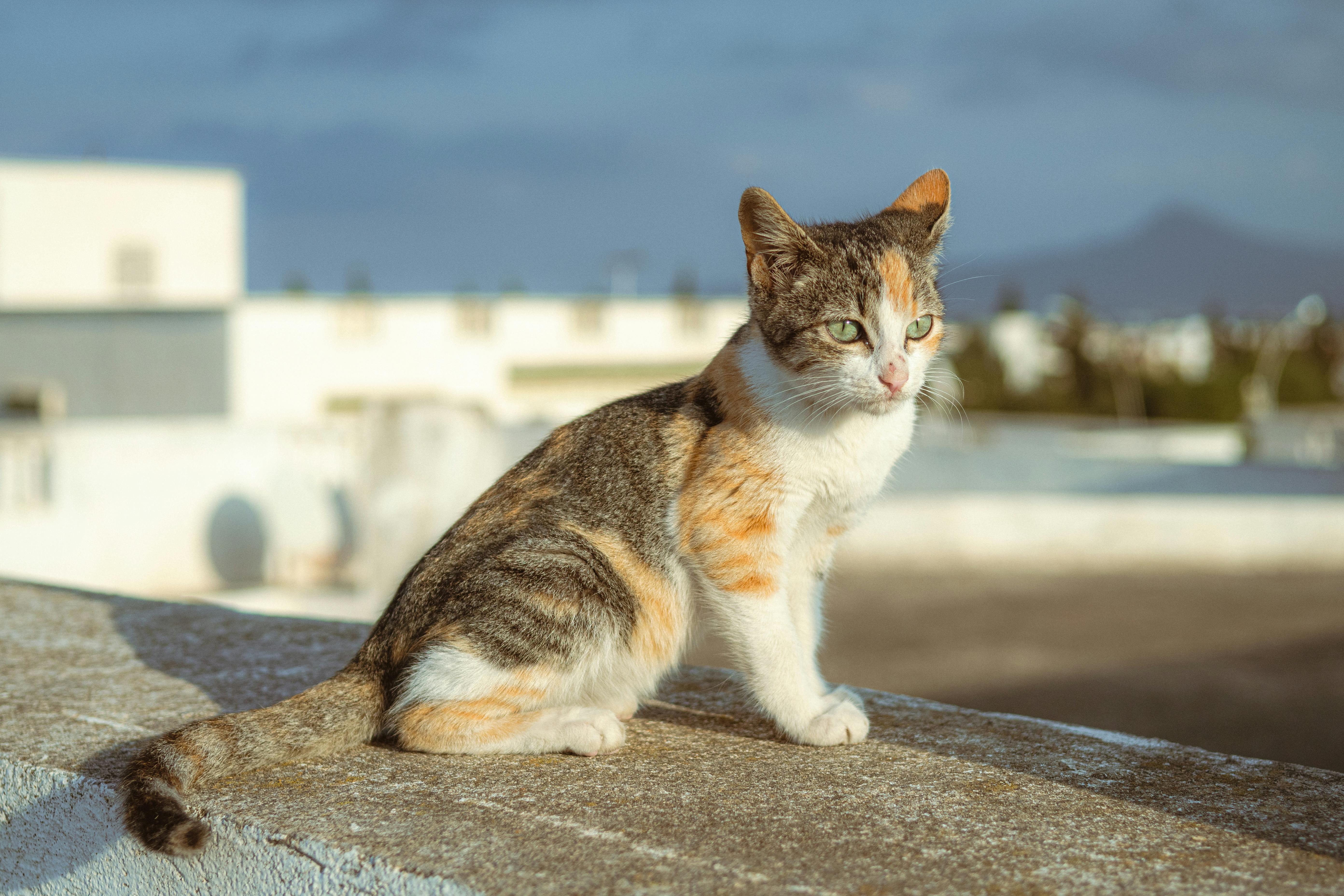 playful calico cat on sunlit rooftop