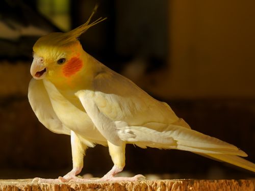 Free Close-up of a yellow cockatiel with vibrant cheeks in bright sunlight, perched on a ledge. Stock Photo