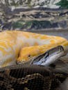 Vivid Close-up of Python Snakes in Zoo Habitat