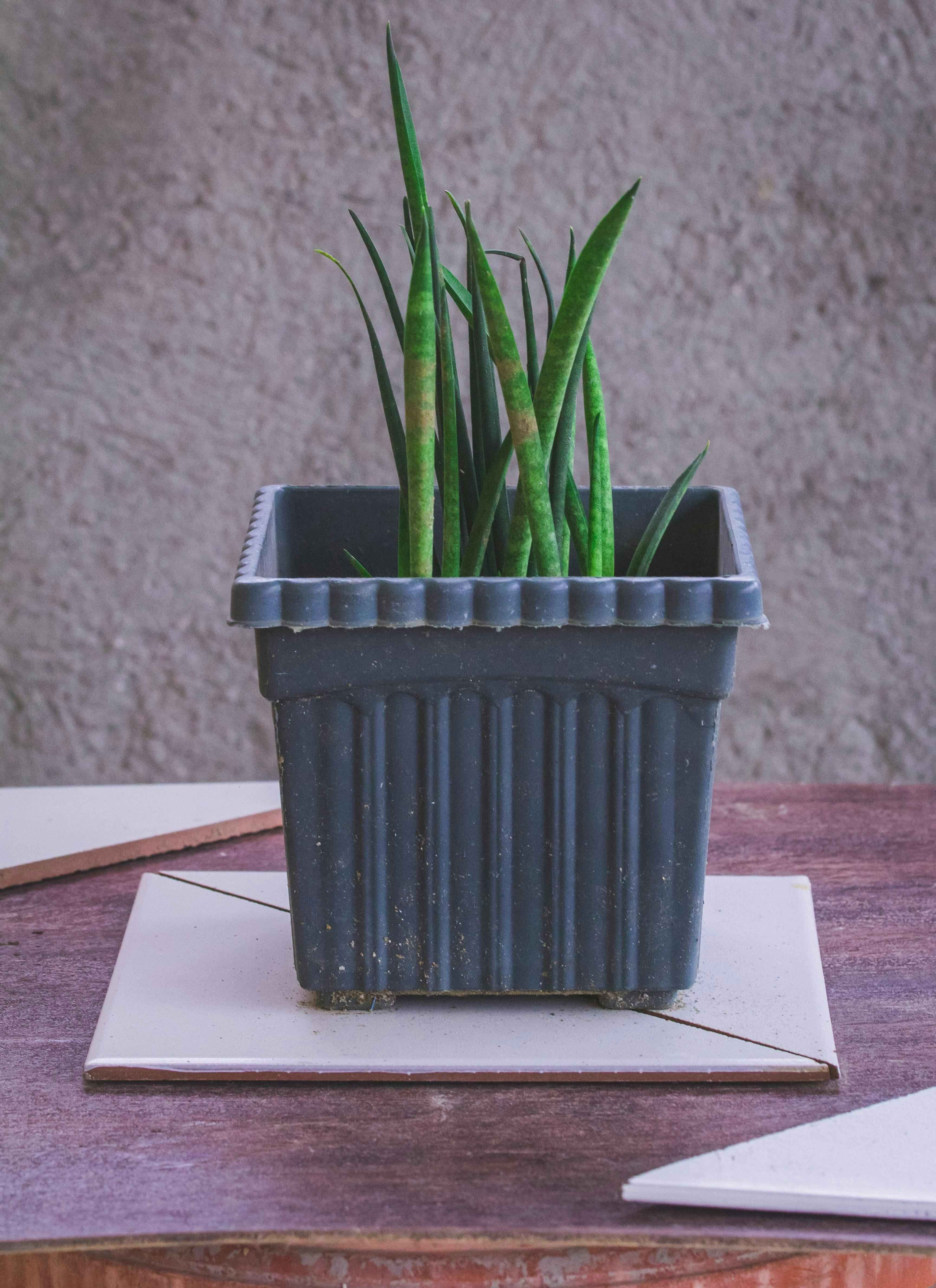 Free stock photo of indoor plants, portrait