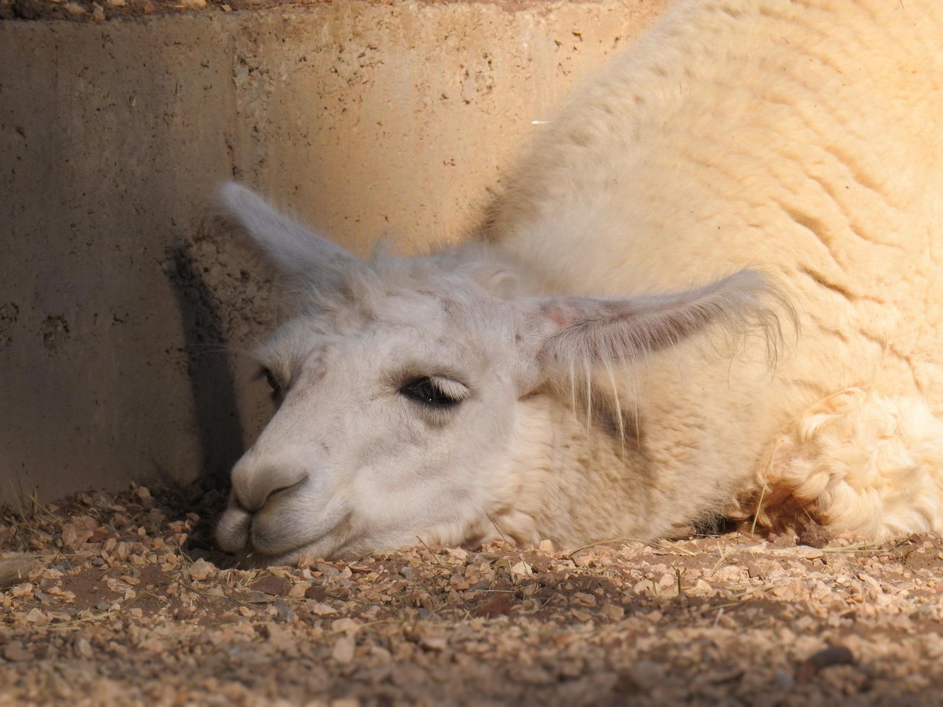 A serene llama resting in a sunny outdoor zoo enclosure, showcasing its calm demeanor.