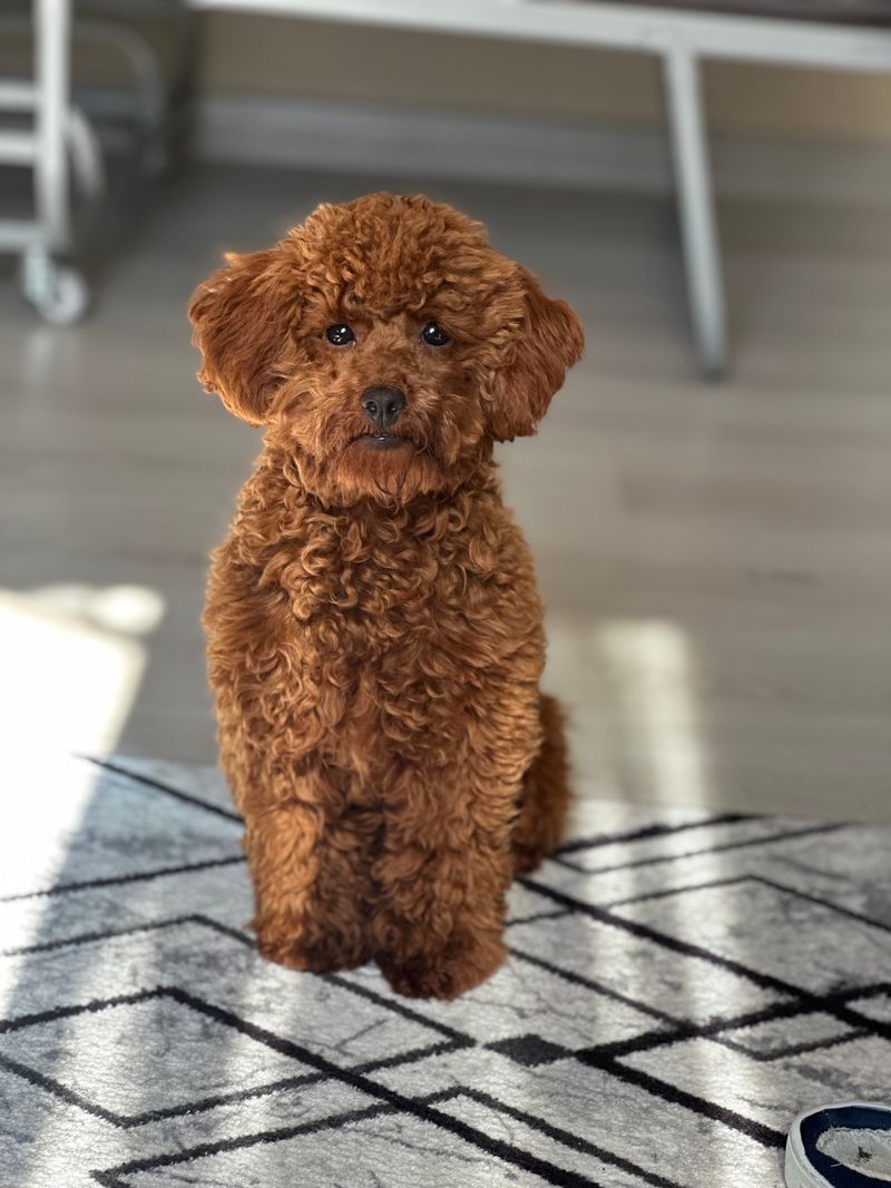 Louie - photo 1