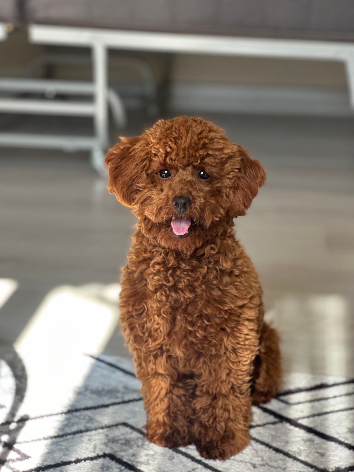 Yeni Batım Takibi Toy Poodle Temsilî İlan
