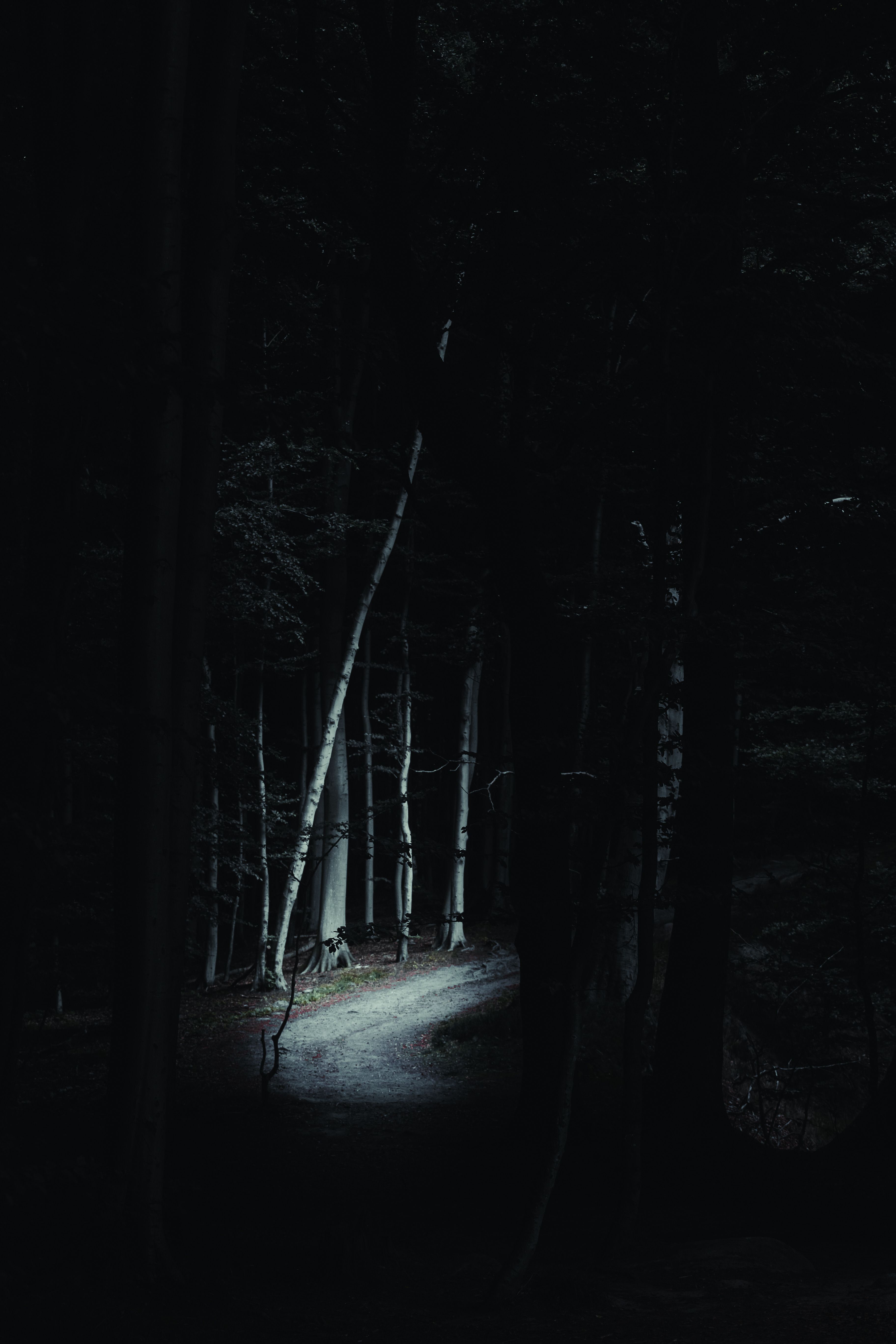 High quality dark forest wallpaper by Eddson Lens from Pexels