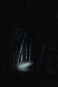Dark bamboo grove at night, photo by Eddson Lens on Pexels