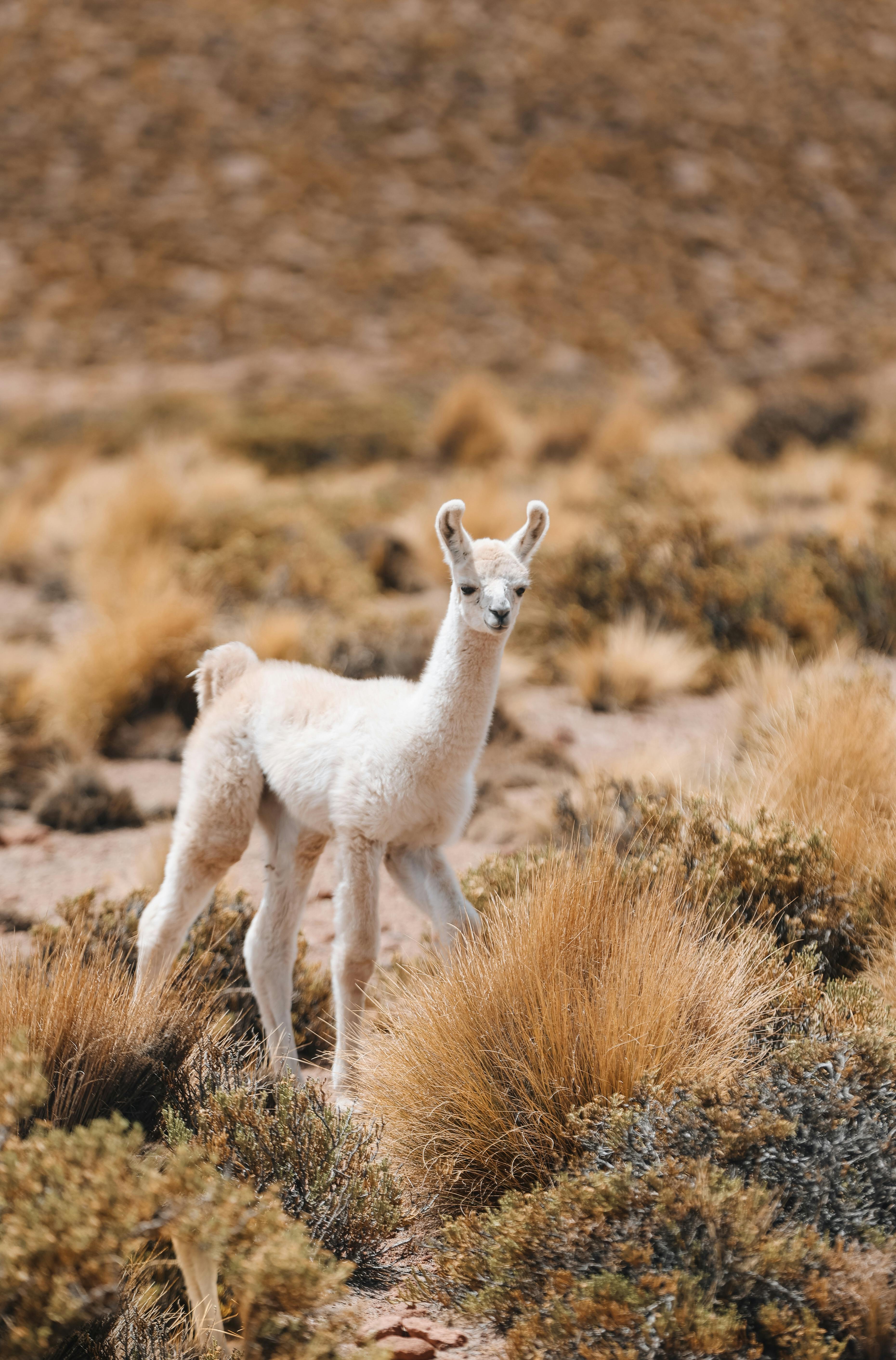 Adorable young llama standing amidst arid Bolivian desert landscape with dry grasses.